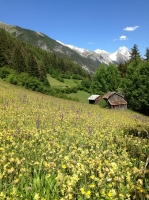 Bild: Blumenwiese Mitte Juni auf dem Weg zur Nessleralm