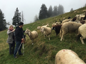 Bild: Schafherde oberhalb von St. Anton Richtung Gampen