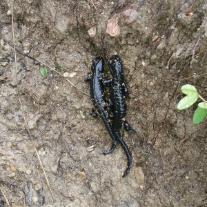 Bild: Alpensalamander beim "Paarungstanz"